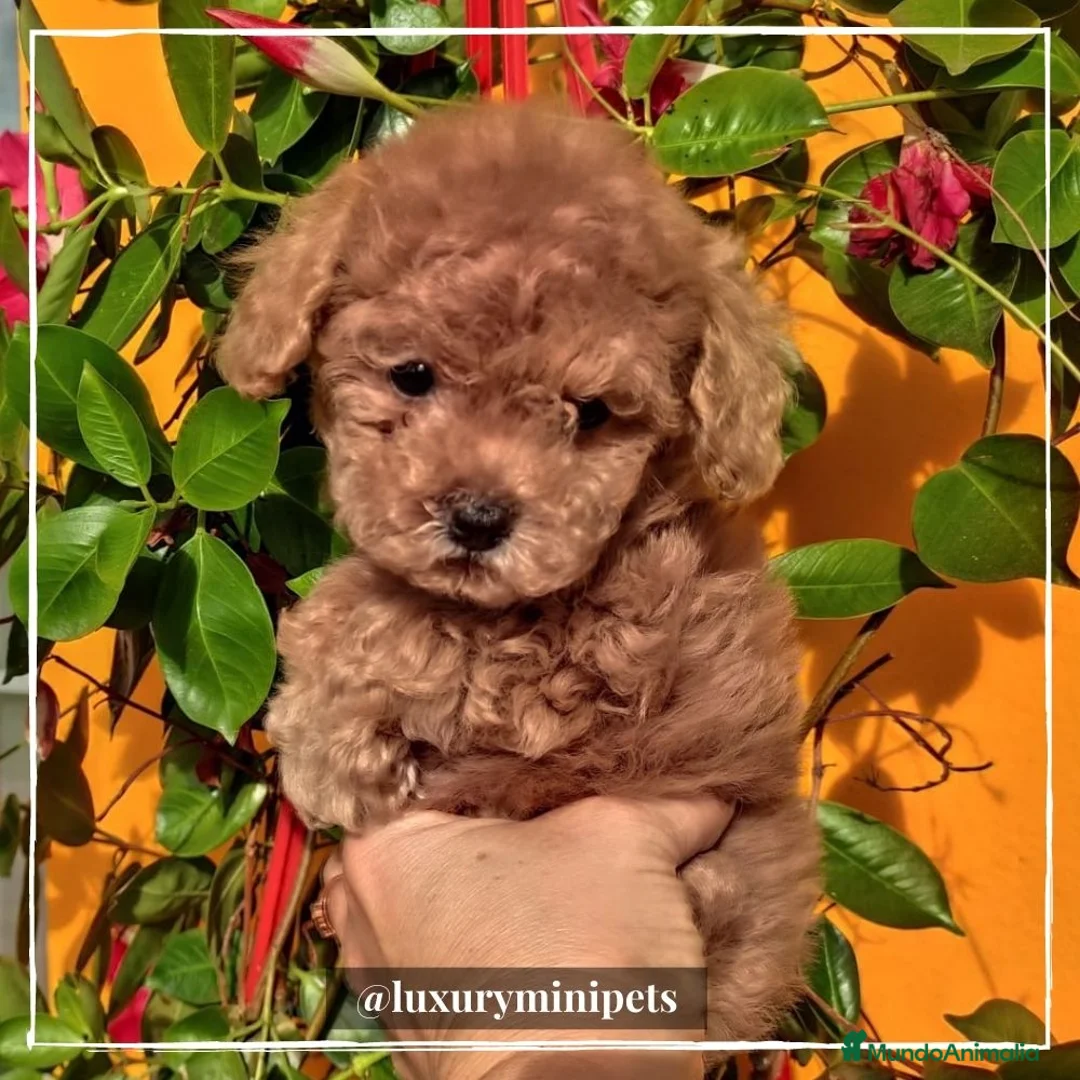 Caniche Toy perros en venta: Camada de Caniche Mini Toy  en Madrid - Anuncio 4