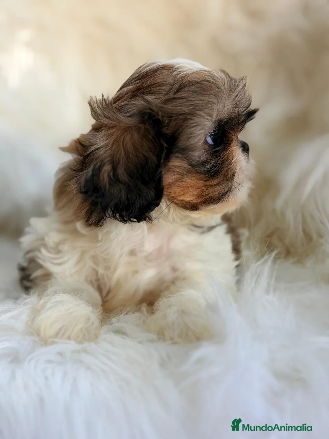 Shih Tzu perros en venta: SHIH TZU MACHO  - Anuncio 2