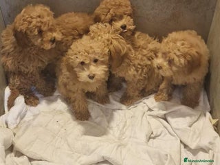 Caniche Enano perros en Sevilla - Anuncio 3