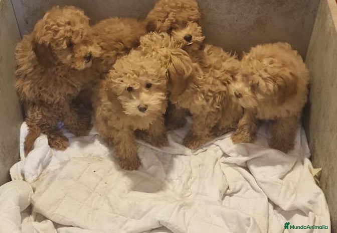 Caniche Enano perros en Sevilla - Anuncio 1