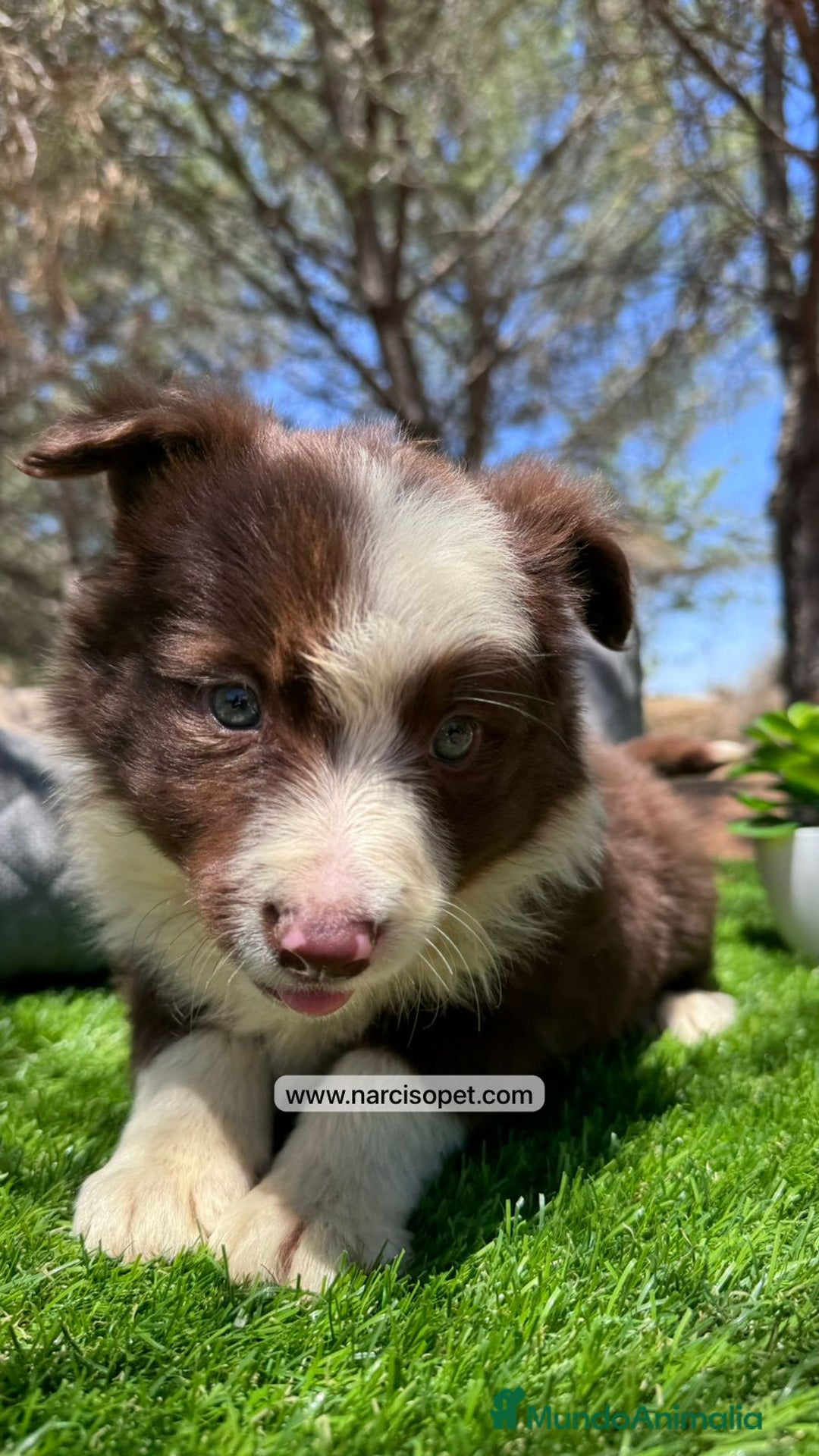 Border Collie perros en venta: BORDER COLLIE CHOCOLATE EN VENTA - Imagen 3
