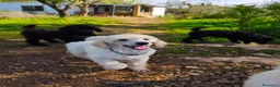 Caniche Gigante perros en venta: Cachorro caniche gigante  - Anuncio 18