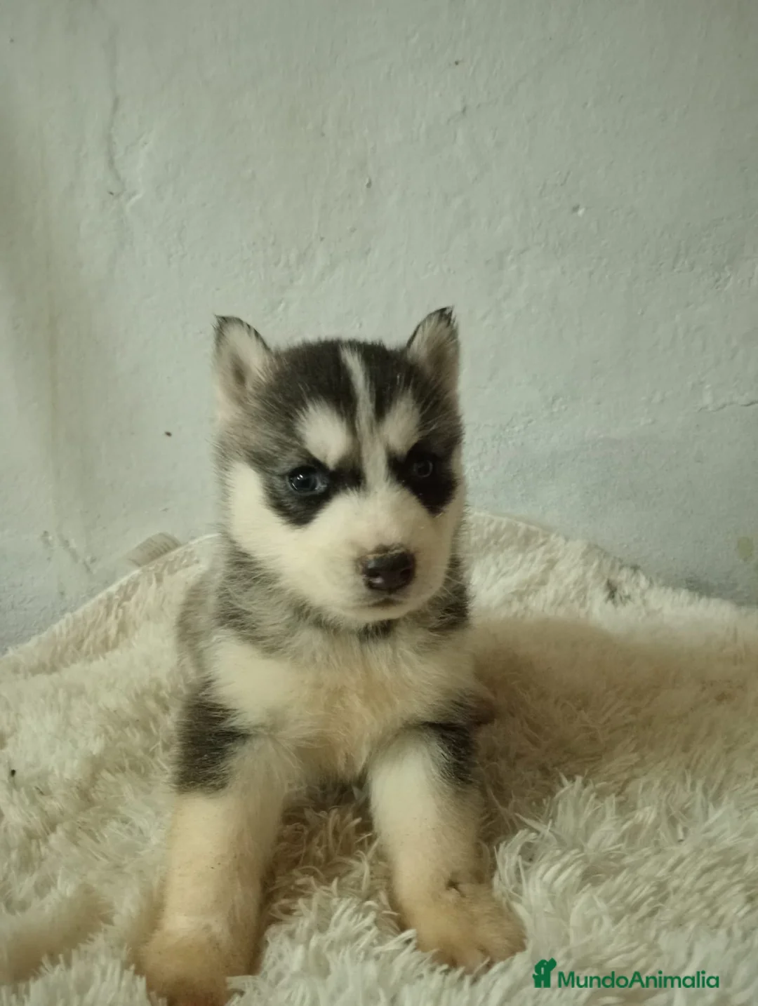 Husky Siberiano perros en venta: Husky siberiano  - Anuncio 2