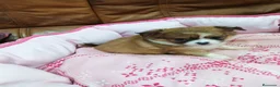 Chihuahua perros en venta: CHIHUAHUA TOY  - Anuncio 9