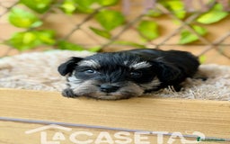 Schnauzer Miniatura perros en venta: Camada de Alba  - Imagen 2