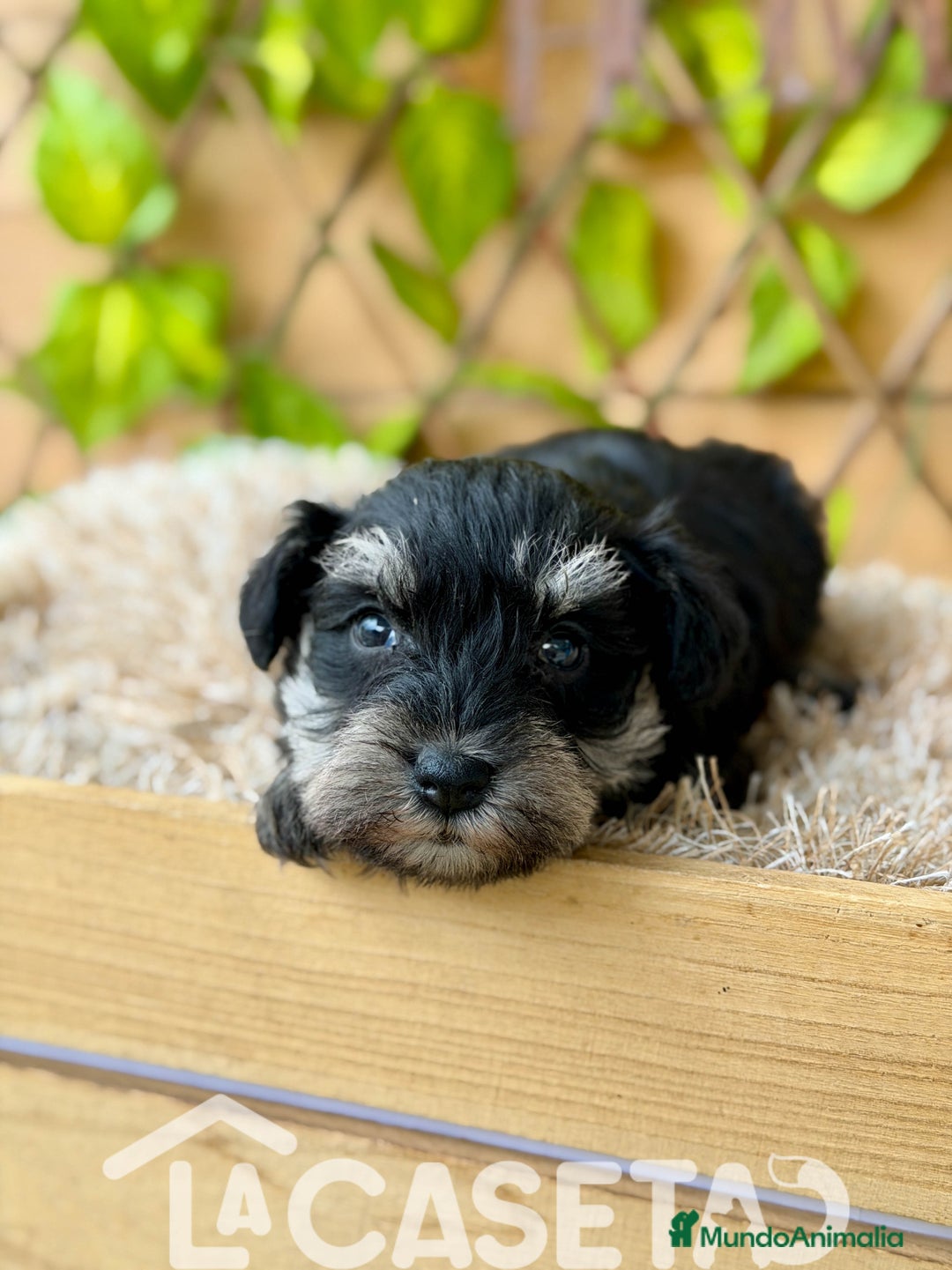 Schnauzer Miniatura perros en venta: Camada de Alba  - Imagen 2