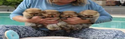 Pomerania perros en venta: Macho y hembra de lulu de pomerania  - Anuncio 3