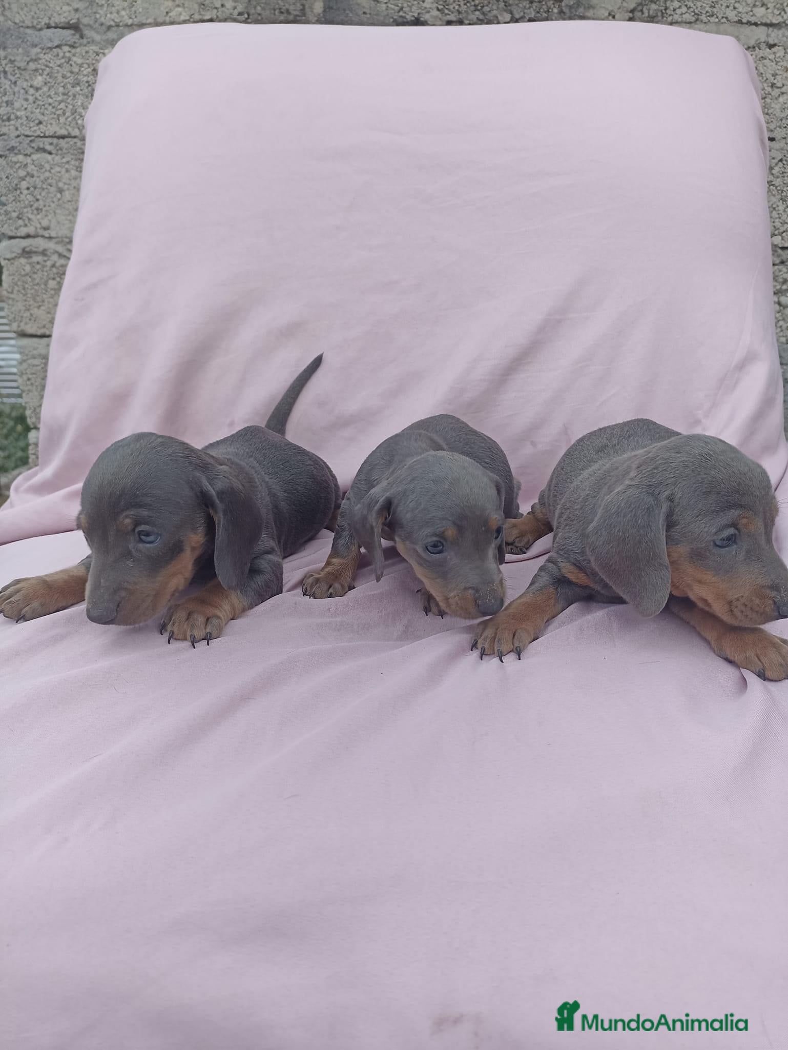 Teckel Miniatura perros Teckel miniatura varios colores  en Ciudad Real - Anuncio 2