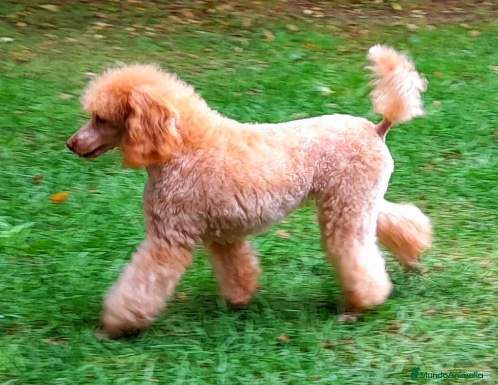 Caniche Enano perros Camada Caniche Enano Leonado entrega Diciembre 26 - Anuncio 2