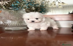 Bichón Maltés perros en venta: Bichon Maltés de caramelo  - Imagen 3