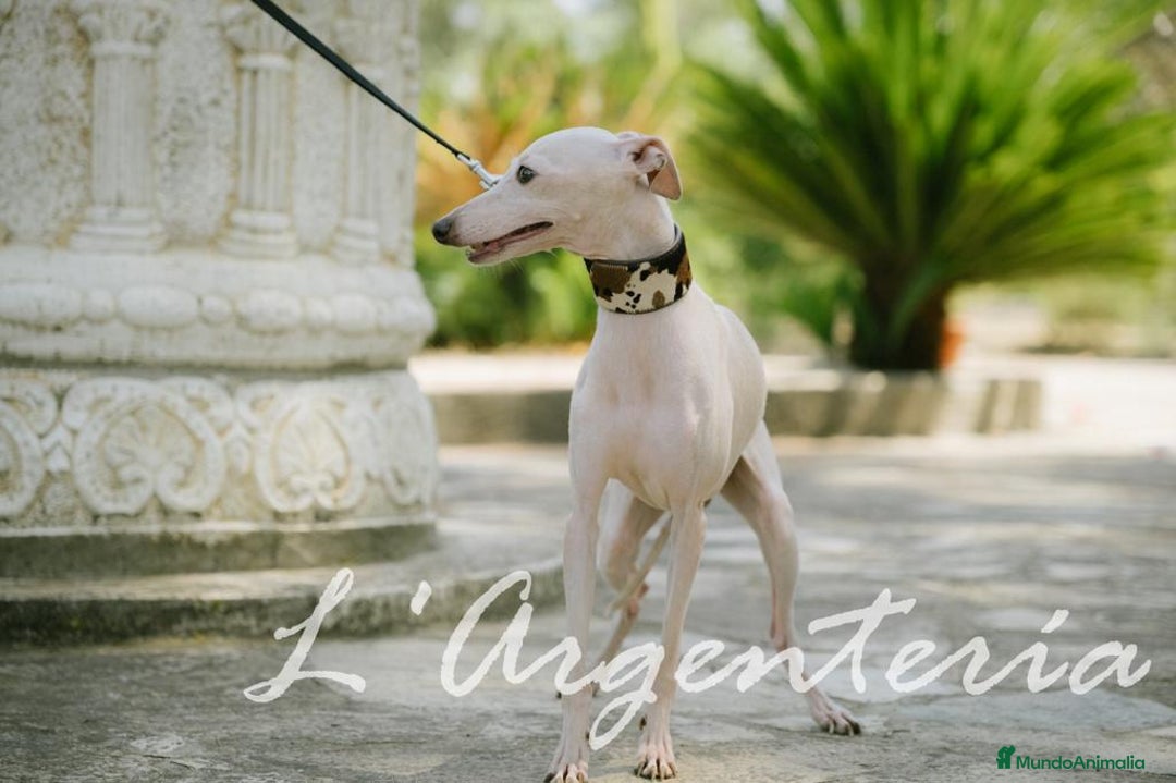Pequeño Lebrel Italiano perros en venta: camada de piccolo lebrel italiano  - Imagen 13