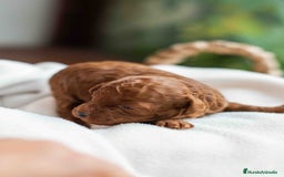 Caniche Toy perros en venta: Caniche toy rojo intenso - Anuncio 8