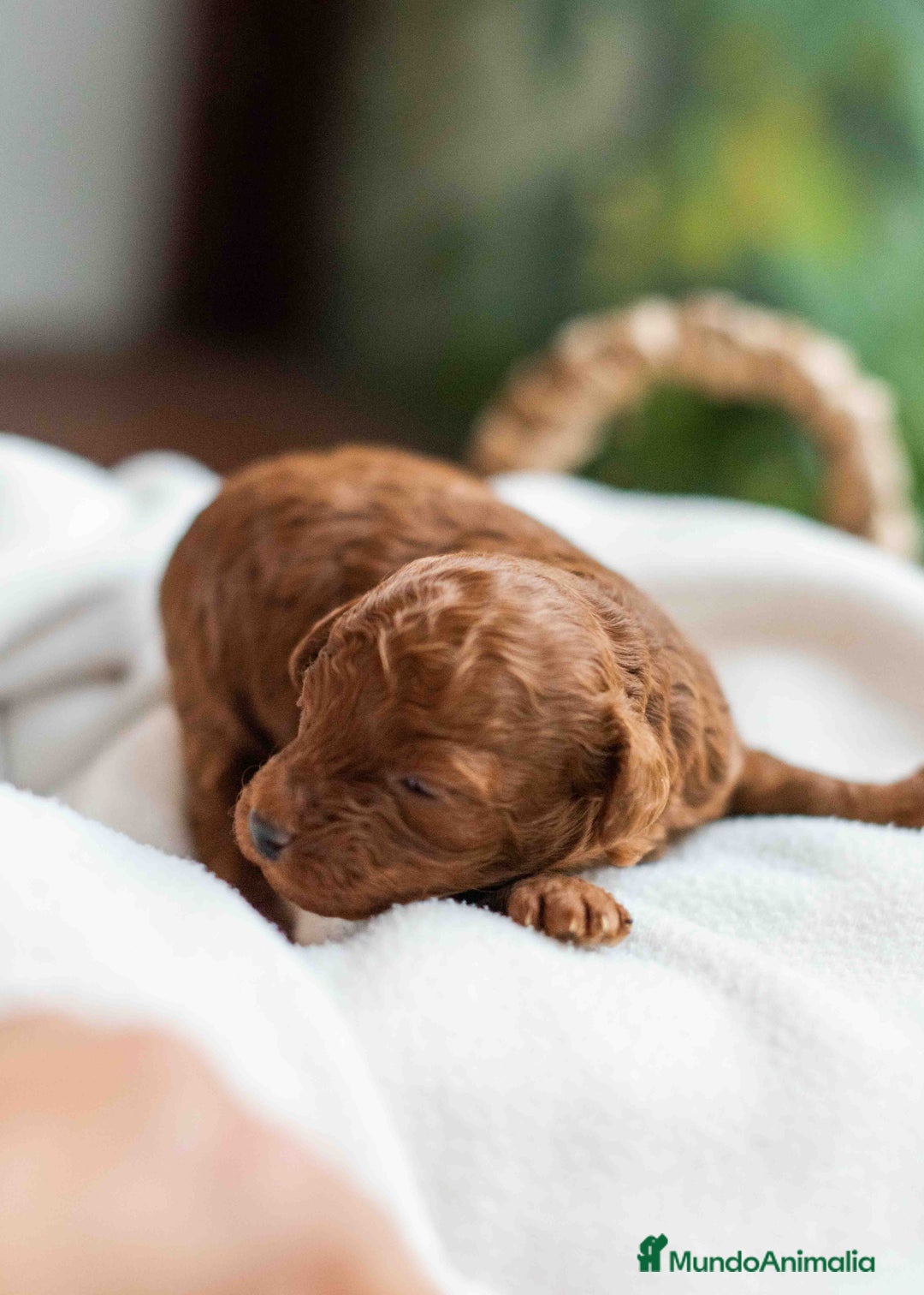 Caniche Toy perros en venta: Caniche toy rojo intenso - Anuncio 8