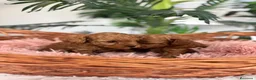Caniche Toy perros en venta: CANICHE TOY HEMBRA - Anuncio 17