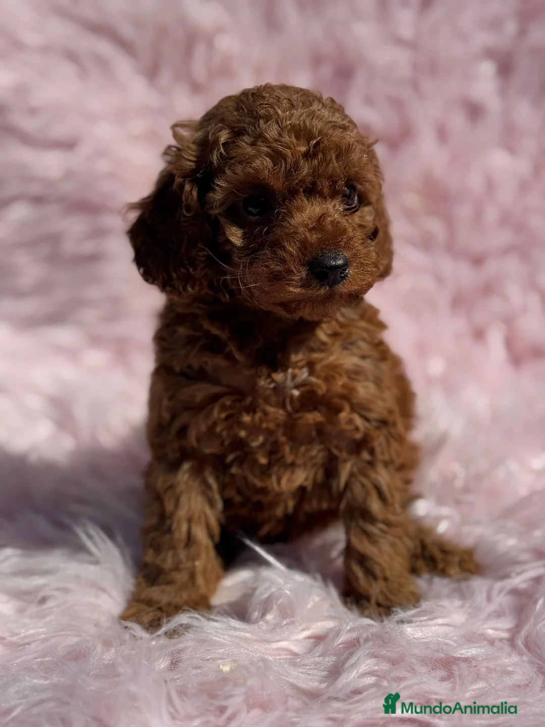 Caniche Toy perros en venta: CANICHE TOY ROJOS EXCLUSIVOS - Anuncio 3