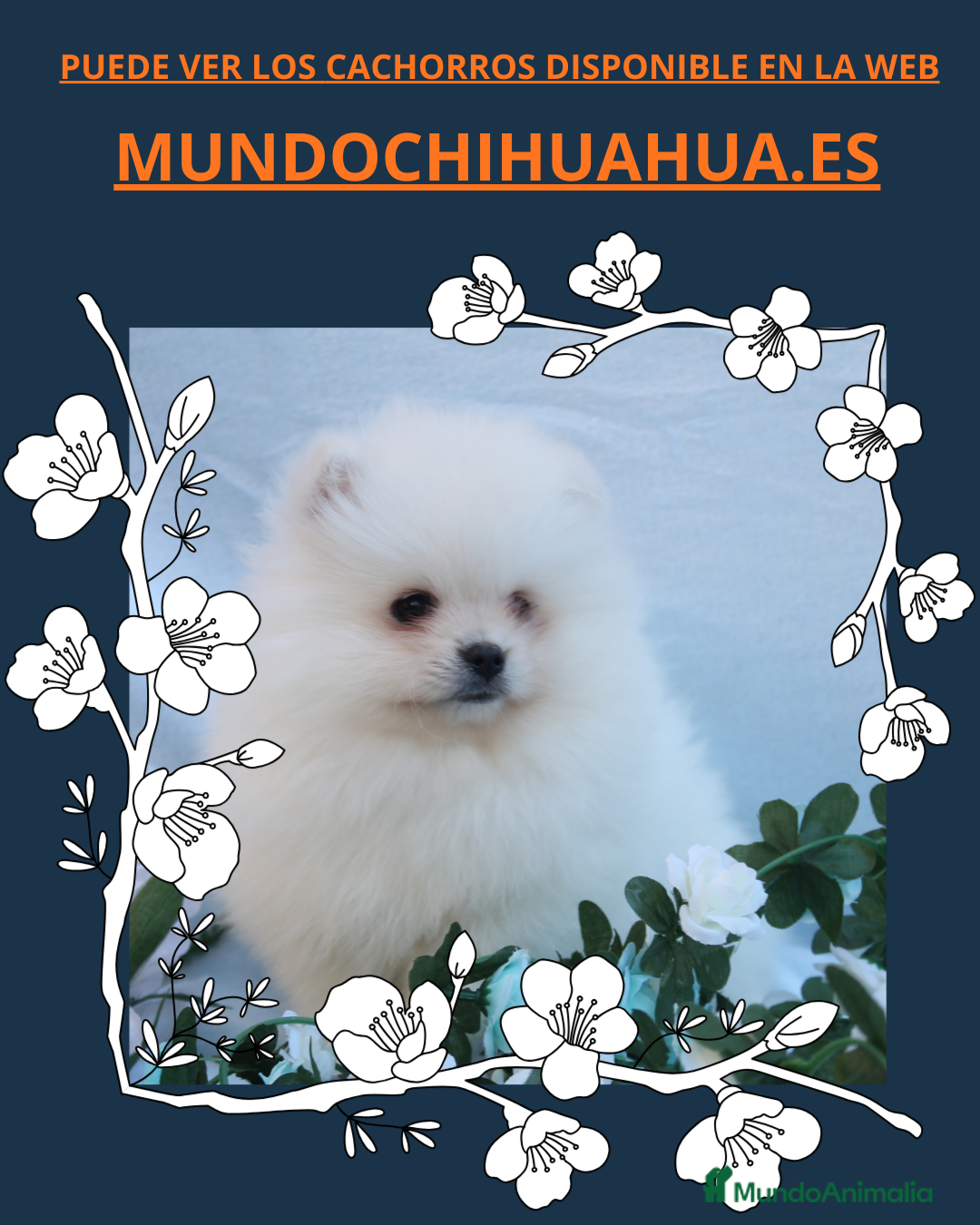 Pomerania perros POMERANIA  LINEA TOY   MUY CHATO - Anuncio 2