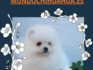 Pomerania perros POMERANIA LINEA TOY MUY CHATO - Anuncio 2