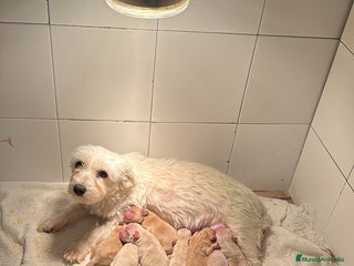 Maltipoo perros Maltipoo bebes para enero Toy - Anuncio 1
