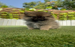 Pomerania perros en venta: POMERANIA MACHO - Imagen 15