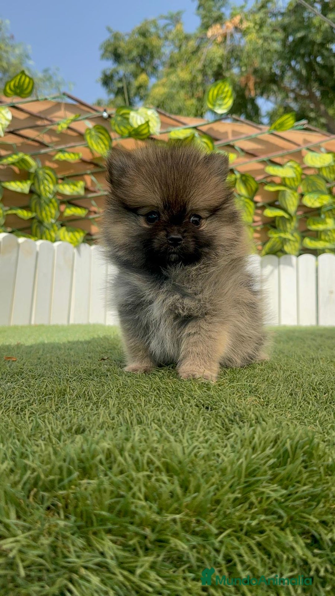 Pomerania perros en venta: POMERANIA MACHO - Imagen 15