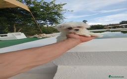 Bichón Maltés perros en venta: Bichón maltés toy - Imagen 1