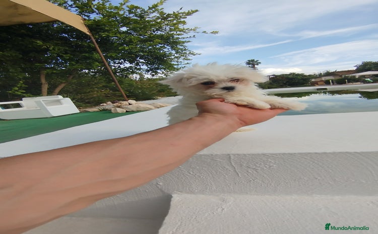 Bichón Maltés perros - Anuncio 2