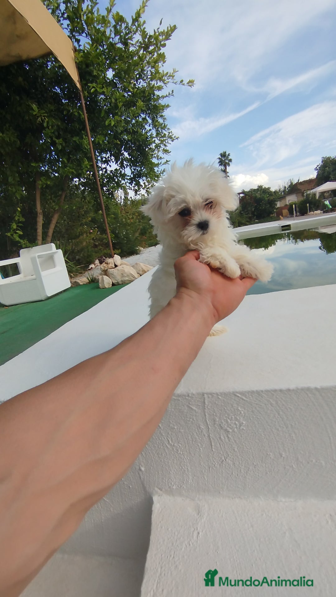 Bichón Maltés perros en venta: Bichón maltés toy - Imagen 1