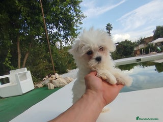 Bichón Maltés perros - Anuncio 3