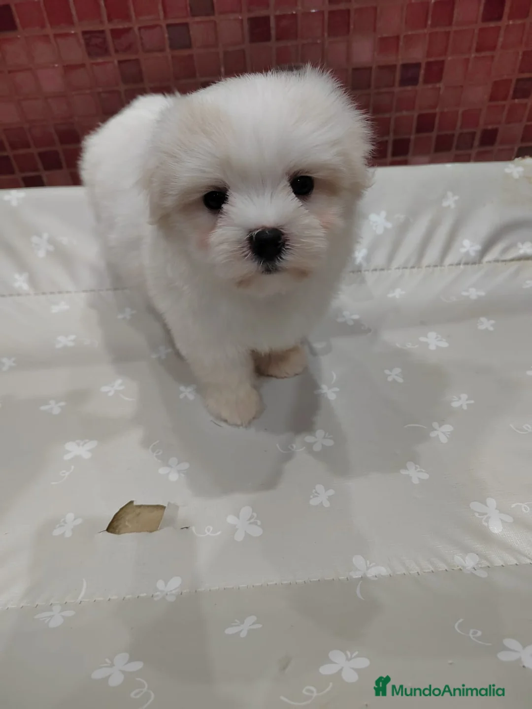 Bichón Maltés perros en venta: Último Bichón Maltés disponible - Anuncio 2