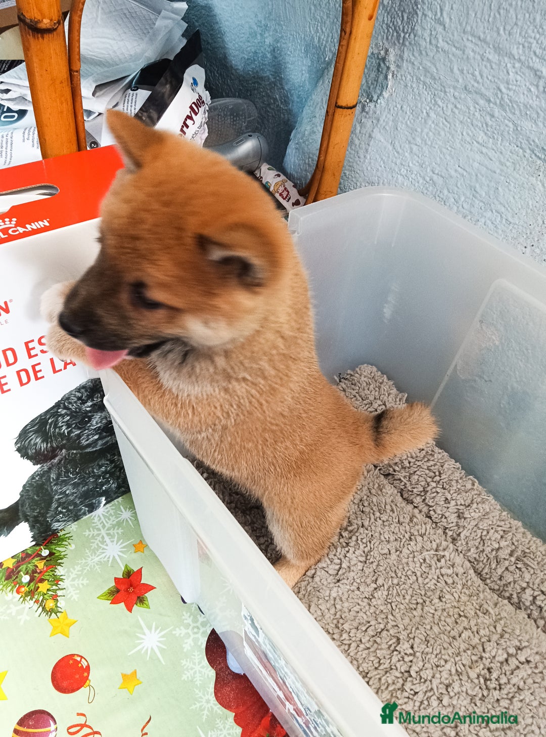 Shiba Inu perros en venta: Shiba inu - Imagen 2