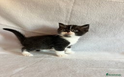Británico de Pelo Corto gatos en venta: Monísimo gatito  - Imagen 2