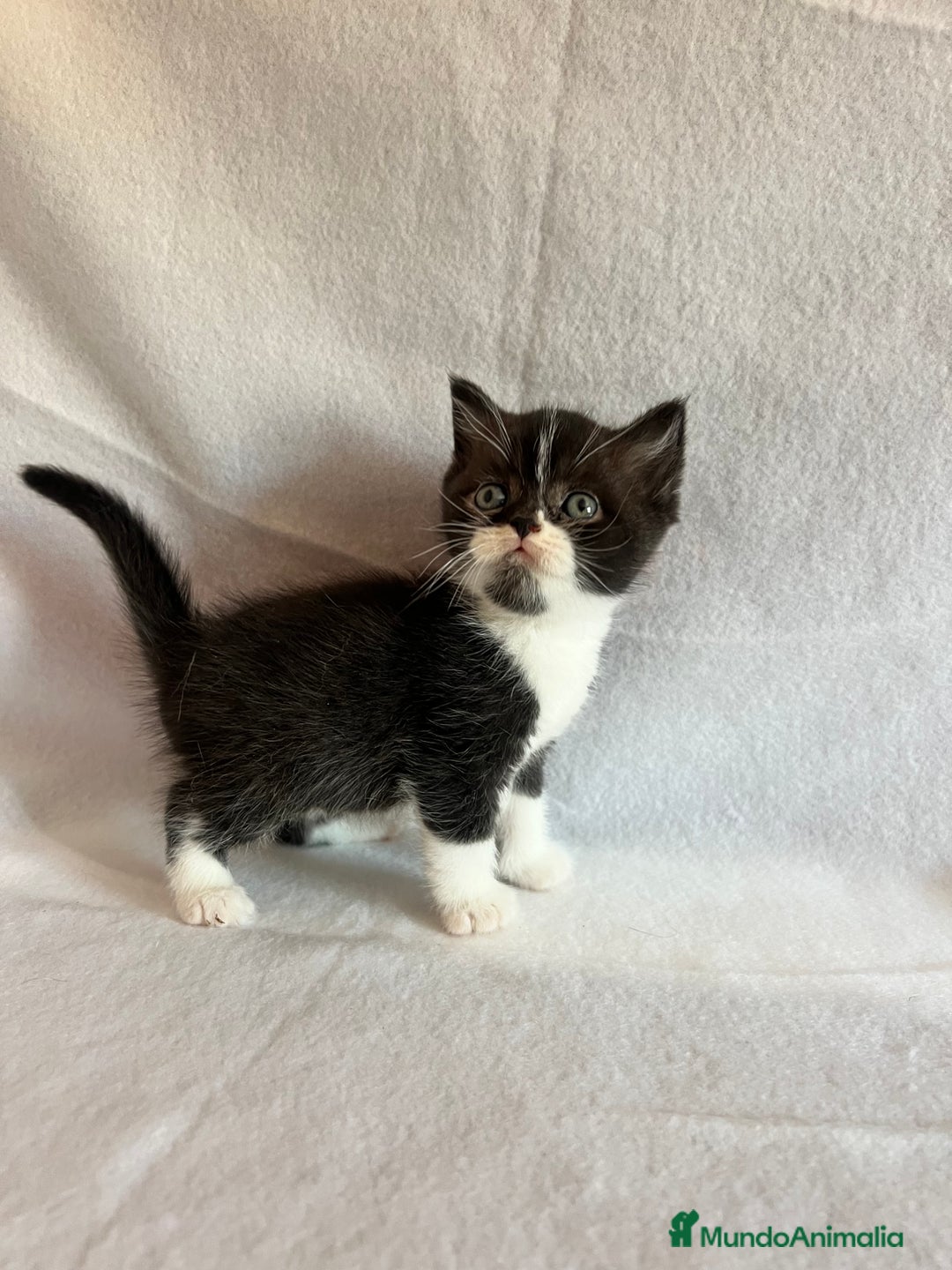 Británico de Pelo Corto gatos en venta: Monísimo gatito  - Imagen 2