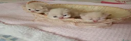 Exótico de Pelo Largo gatos en venta: Gatitos persa y malayo disponible - Anuncio 2