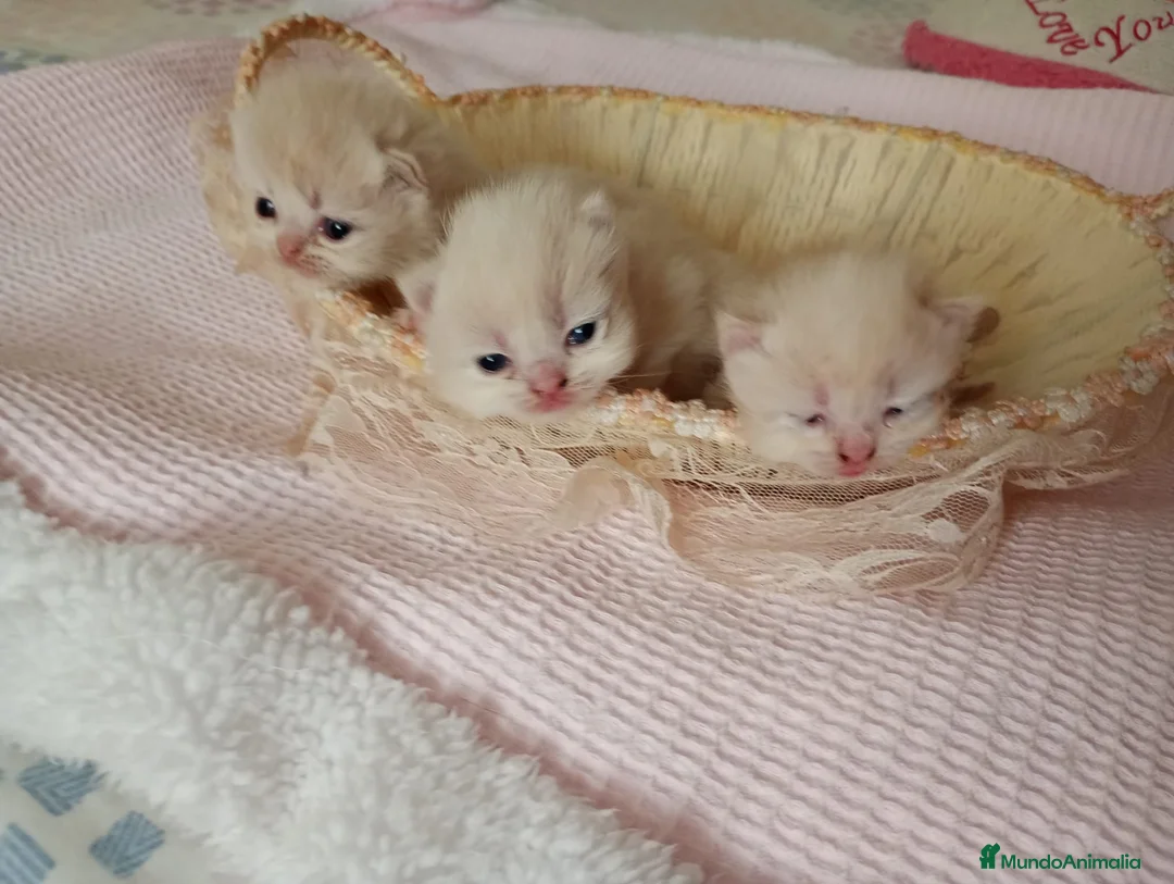 Exótico de Pelo Largo gatos en venta: Gatitos persa y malayo disponible - Anuncio 2