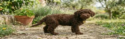 Perro de Agua Español perros en venta: Perro de agua - Anuncio 2