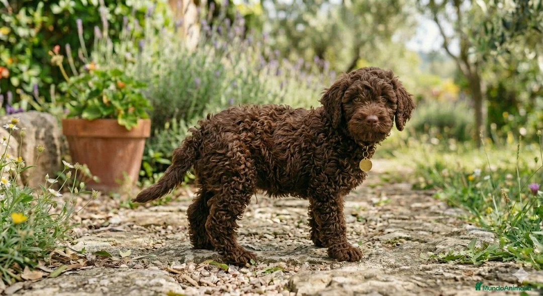 Perro de Agua Español perros en venta: Perro de agua - Anuncio 2