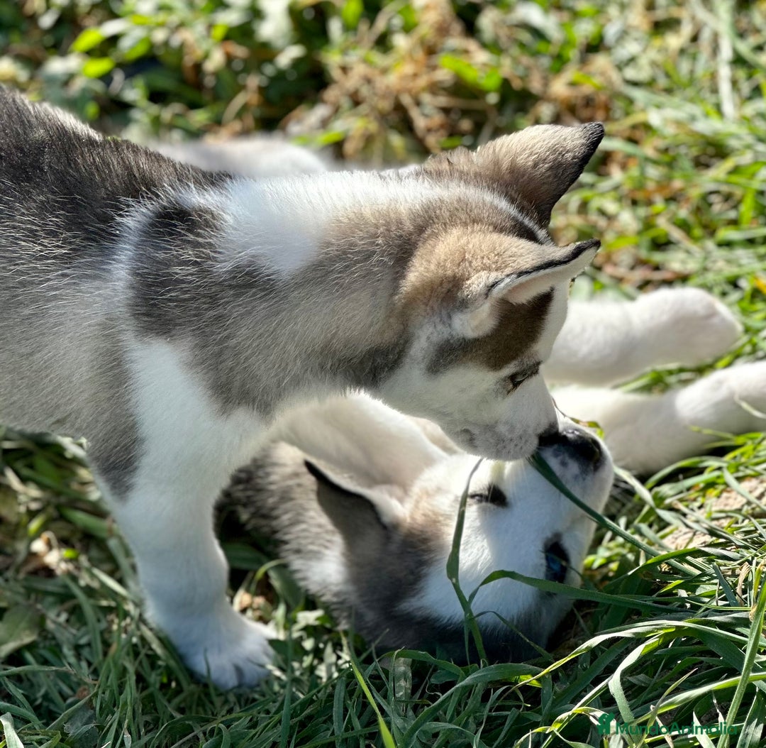 Husky Siberiano perros en venta: HUSKY GRIS OJOS AZULES NACIONAL en Barcelona - Imagen 1