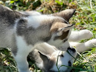 Husky Siberiano perros en Barcelona - Anuncio 18