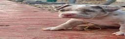 American Bully perros en venta: Disponible Macho de Américan Bully - Anuncio 5