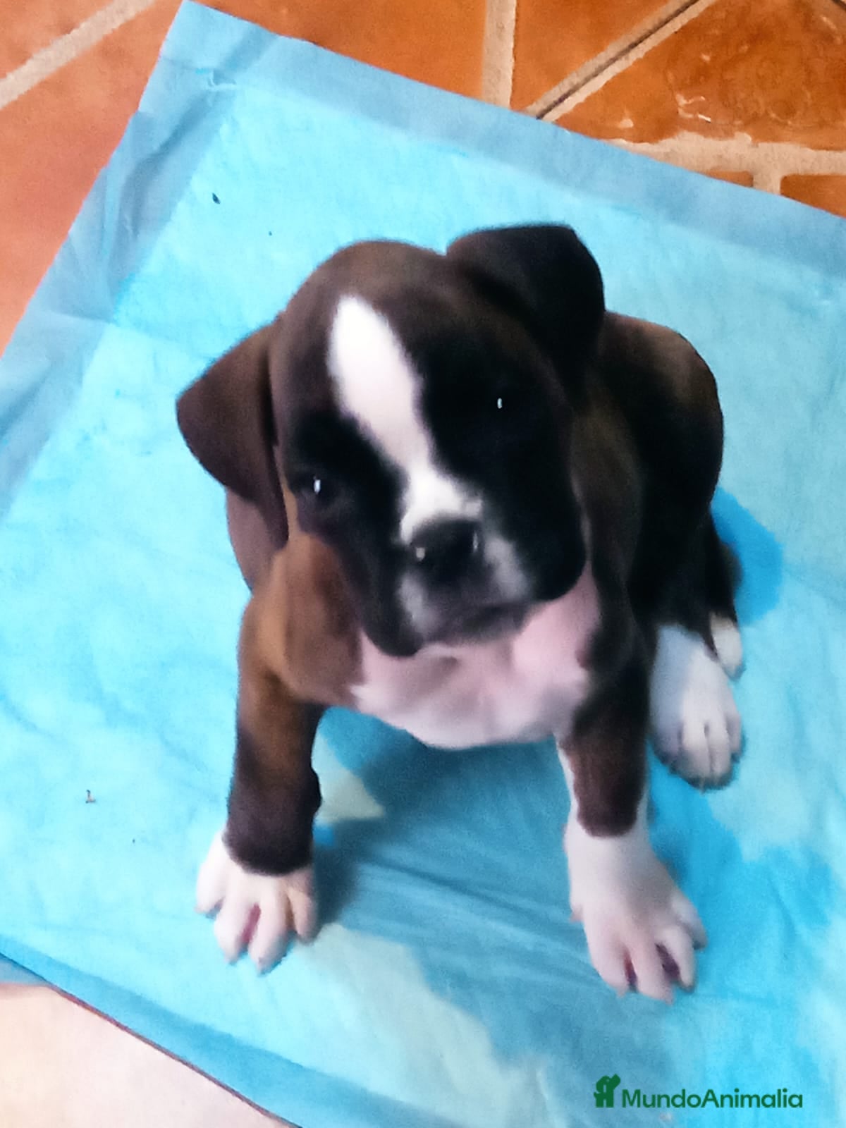 Boxer perros Boxer - Anuncio 1