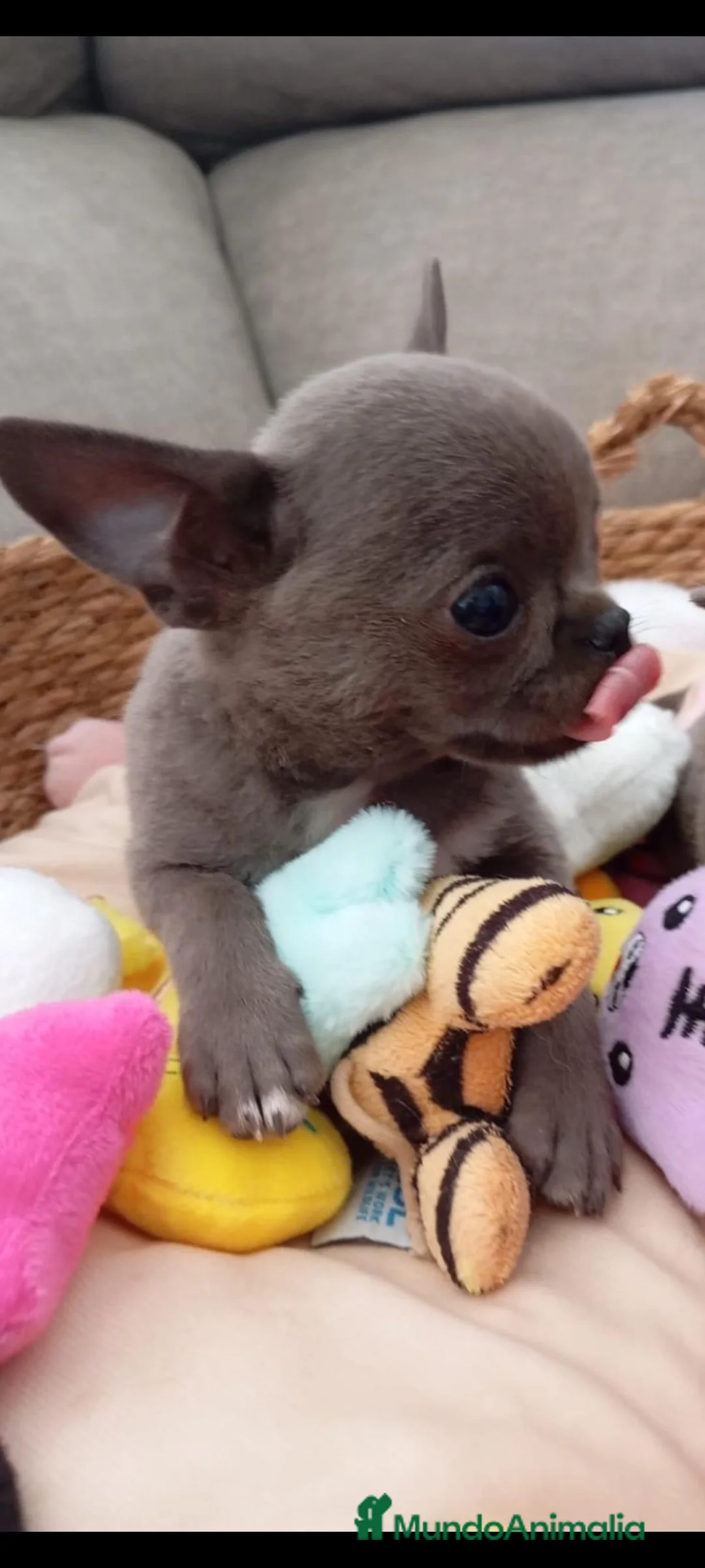 Chihuahua perros en venta: CHIHUHUAS TOYS LÍNEA RUSA  - Anuncio 2