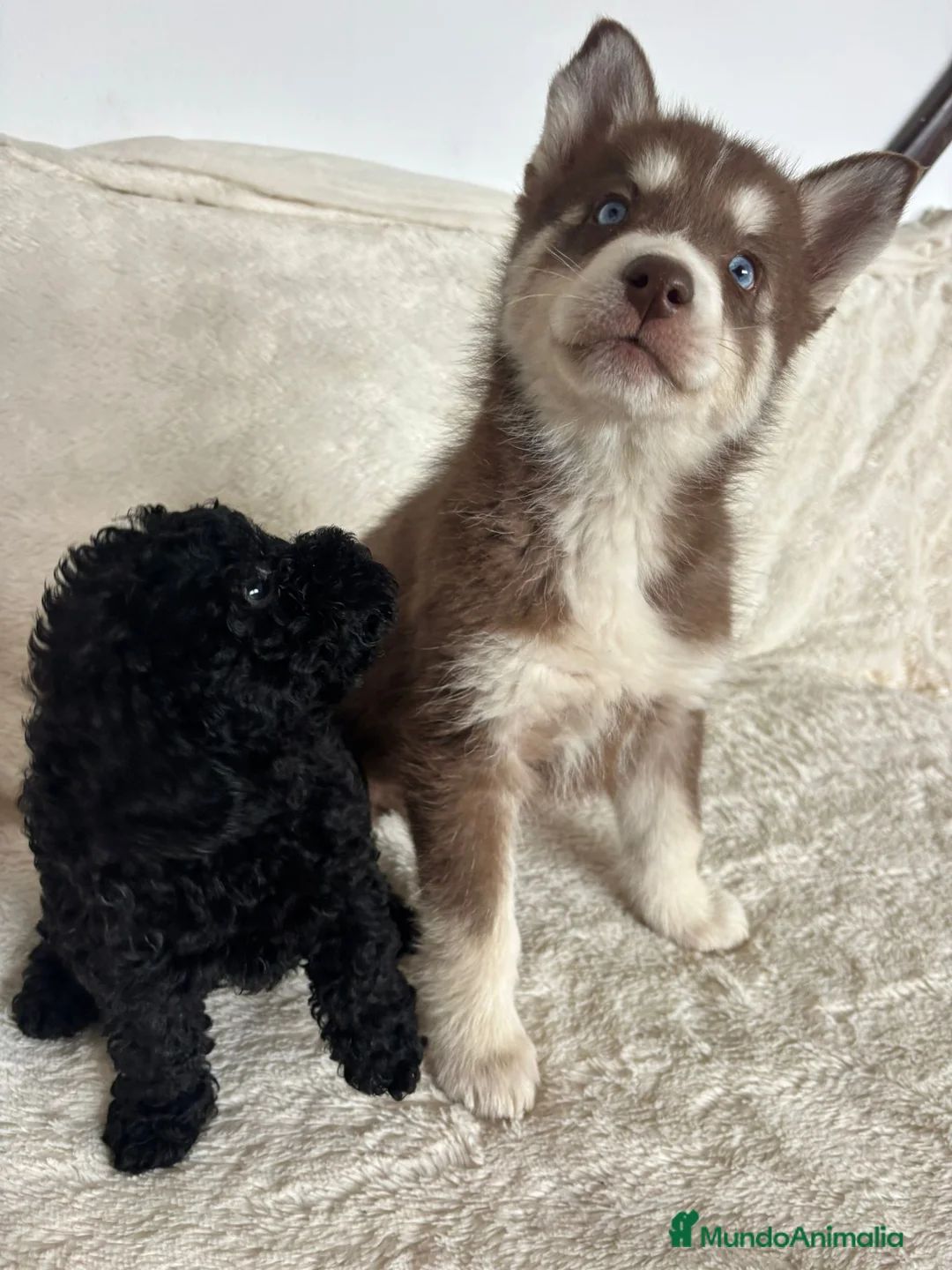 Husky Siberiano perros en venta: Haski siberiano chocolate  - Anuncio 4