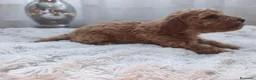 Caniche Toy perros en venta: Excelentes cachorros de caniches  en Zaragoza - Anuncio 5