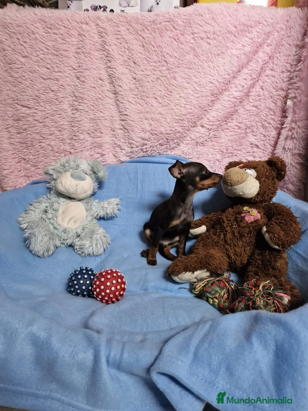 Ratón de Praga perros en venta: Ratón de Praga super mini en Barcelona - Anuncio 2