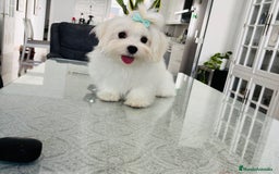 Bichón Maltés perros en venta: Cachorrito de bichon maltés macho - Imagen 4