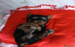Yorkshire Terrier perros en venta: HEMBRA TOY YORKIE-POO  - Imagen 2