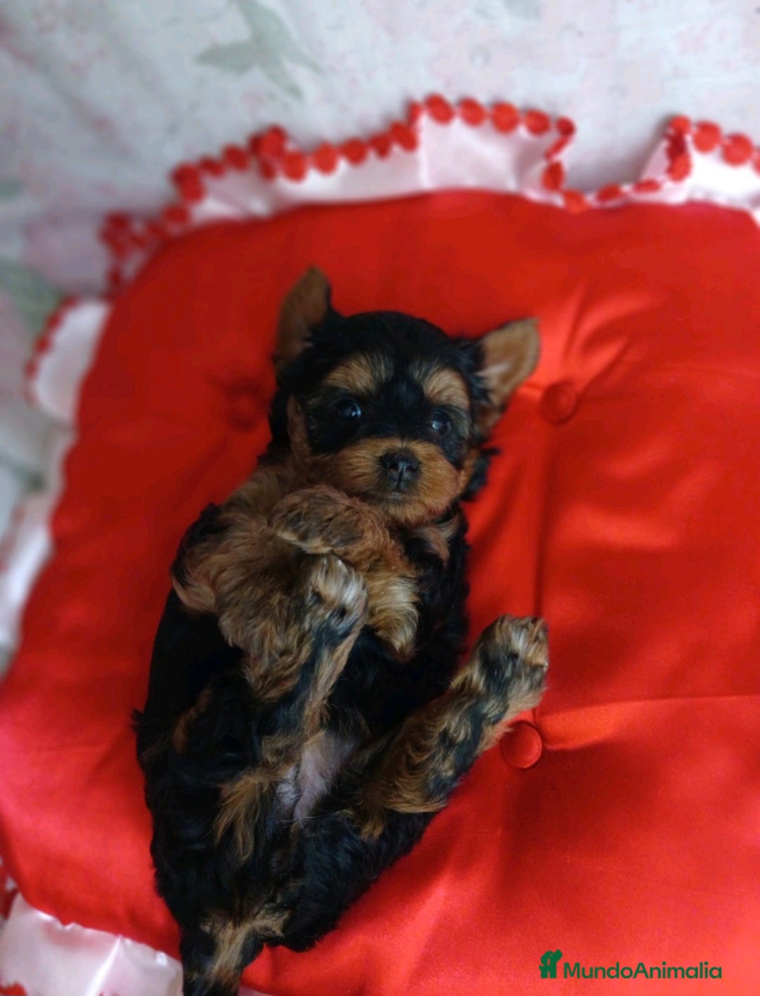 Yorkshire Terrier perros en venta: HEMBRA TOY YORKIE-POO  - Imagen 2