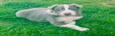 Border Collie Cachorro 1