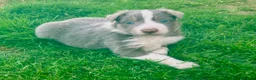 Border Collie perros en venta: Border collie Lilac tricolor  - Anuncio 1