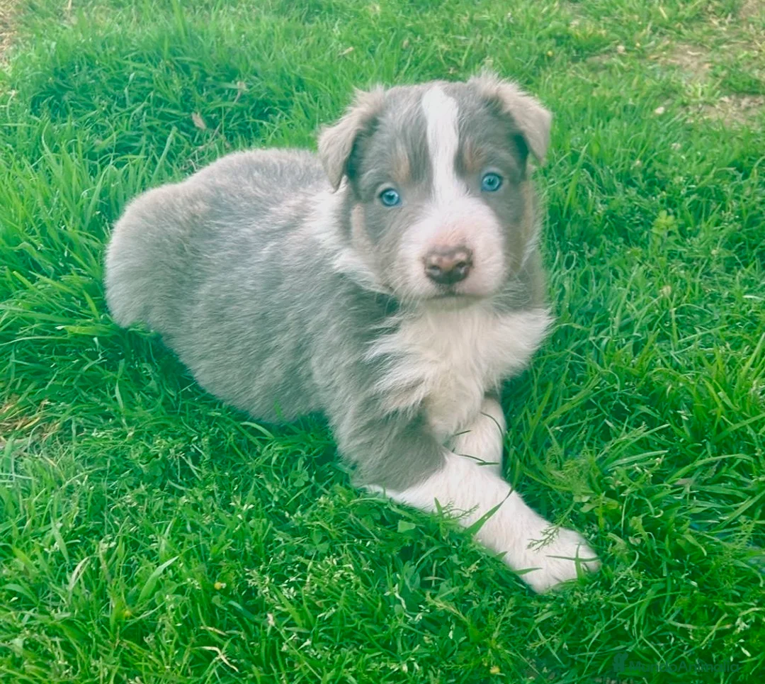 Border Collie perros en venta: Border collie Lilac tricolor  - Anuncio 1